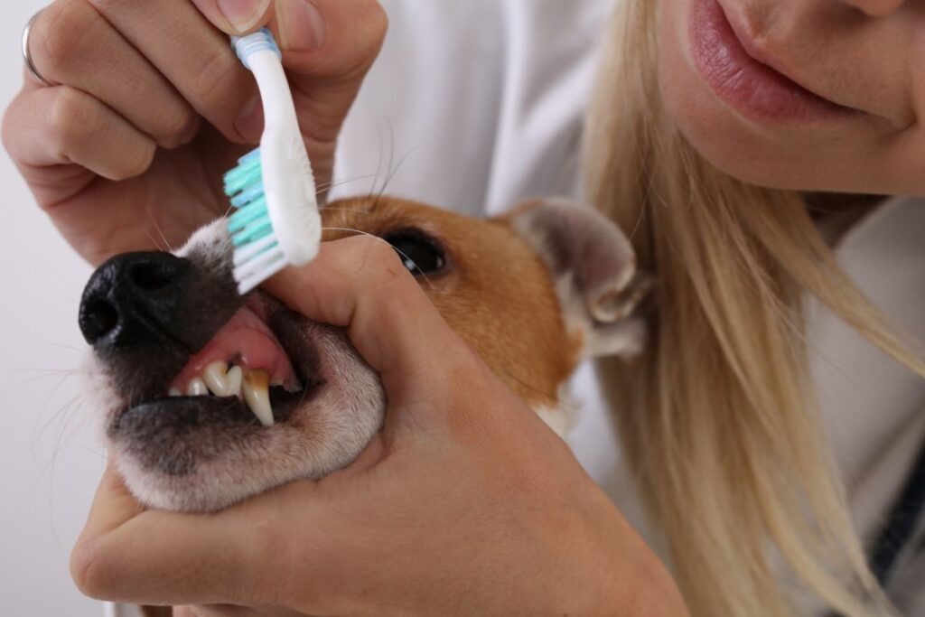 Regular pet dental care
