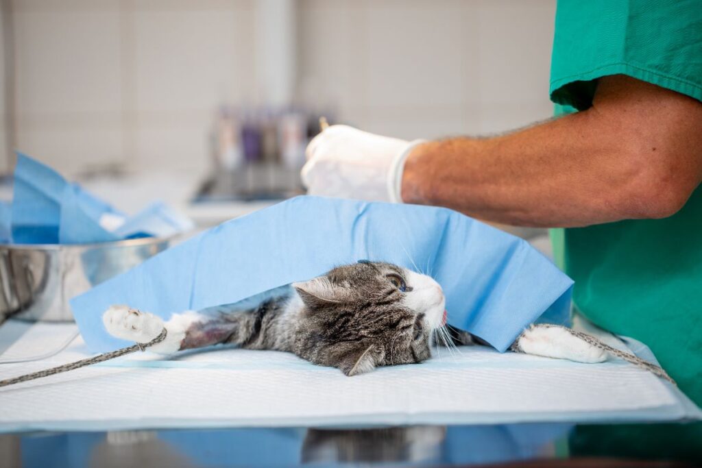 veterinary surgery