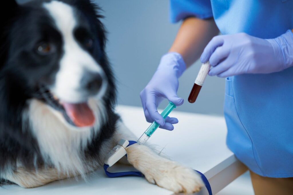 Preventive Care for Your Pet