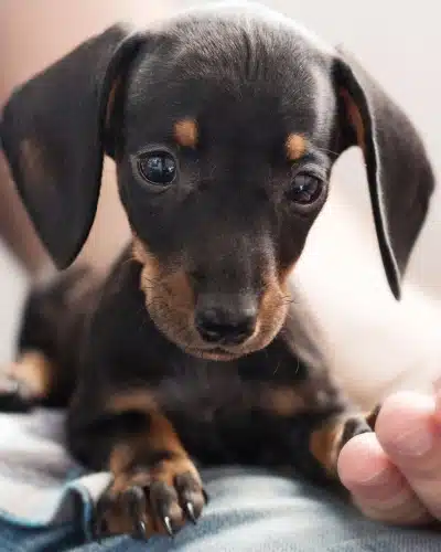 Close-up of a black and tan Dachshund puppy looking at the camera with a person's hand gently resting nearby