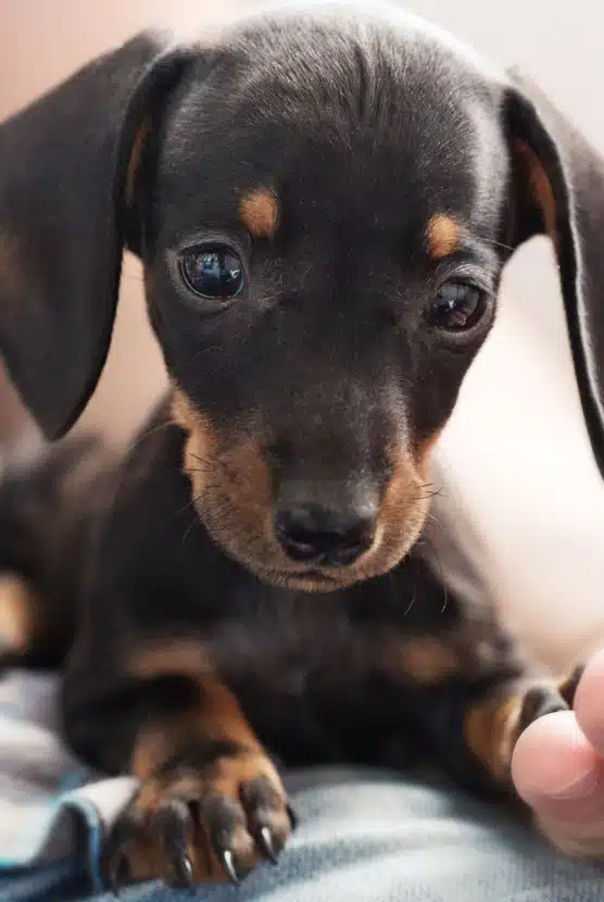 Close-up of a black and tan Dachshund puppy looking at the camera with a person's hand gently resting nearby
